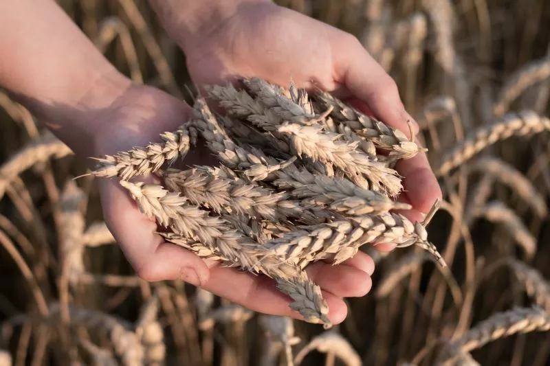 Hands holding wheat.