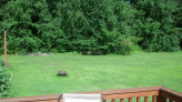 Bear with cubs in my backyard