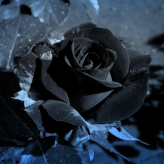 Black  Rose 