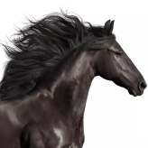 Horsename92  