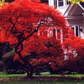 Red  Maple House 