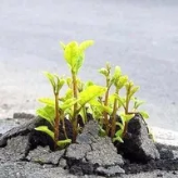 Jacqueline (Jacqui) Holmes