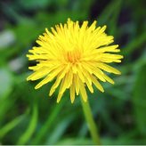 Dandelion97  
