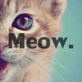 Meow  Meow 
