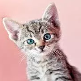 Meow