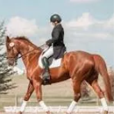 OK Horse