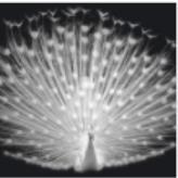 Pauline  AV Consultant 