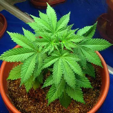 Pot94  